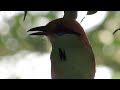 birdwatching colima russet crowned motmot