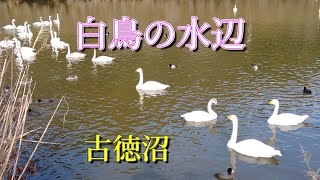 🦢白鳥の水辺 #白鳥 #茨城 #swan