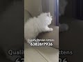 quality persian kittens coimbatore ukkadam sulur palladam kangayam pollachi udumalpet palani tirupur