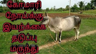 கோமாரி நோய்க்கு இயற்கை தடுப்பு மருந்து Foot and mouth disease vaccines