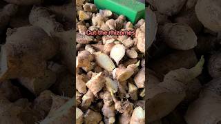 How To Plant Ginger 🇯🇲 | Farming In Jamaica | 2023