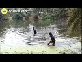 #Fishingvideo#Af-photo-Pixel//Talab Mein machhali ko kaise pakdate hain Jaal per full video