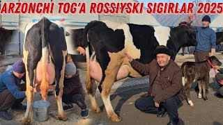 Arzonchi Tog'a Bugun Yorvordi Rossiyski Shves Mesni Ishonarli Sigirlar Sotiladi