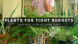 Beautiful Underrated Affordable Houseplants for a Tight Budget | Plants of Instagram | Ep 105