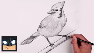 How To Draw a Bluejay | YouTube Studio Sketch Tutorial