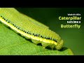 Watch this Caterpillar turn into a Butterfly - Lemon Emigrant - Catopsilia pomona - Metamorphosis