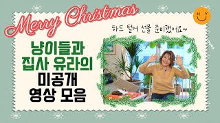 [X--mas 선물] 냥이들과 집사 유라의 미공개 영상 모음, 하드털어 준비했어요. 그리고 유라의 연말 인사까지!  포근포근, 귀염뽀짝 영상 즐겨 주세요~