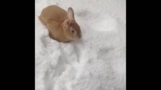 うさぎのもこちゃん、雪にじゃまされ引き返す