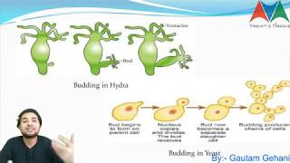 Reproduction in organisms -Lecture 1 | Class 12 | CBSE | MP Board