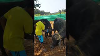 RAMI goat and bufallo fram vengara oorakam 9846916660