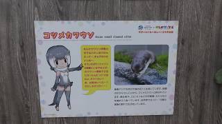 コツメカワウソ と「けものフレンズ」パネル (サンシャイン水族館) 2018年5月10日