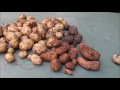 Potatoes - Harvest, Storage, & Planting  || Cleaning Up the Garden