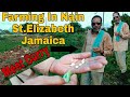 FARMING IN NAIN ST.ELIZABETH JAMAICA |  FARMING IN JAMAICA 2020 #farmupjamaica #farminginstelizabeth