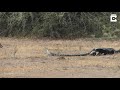 python honey badger u0026 jackal fight each other