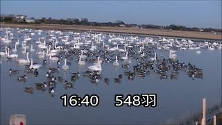 2020.1.3 千葉県印西市 白鳥の郷 本埜（もとの）の白鳥 15:40～