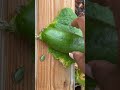 Using stealth to harvest a cucumber #vegetablegarden #floridagardening