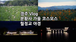 콩이의 일탈(일상탈출) | 경주 분황사 옆 가을 코스모스와 황화 코스모스 | 노을 | 월정교 야경 | 경주 교촌한옥마을 야경