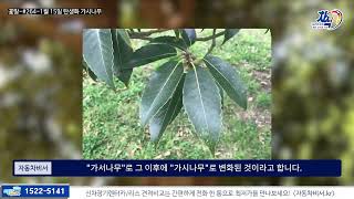 [꽃말] #264 1월 15일의 탄생화 가시나무-엄격함