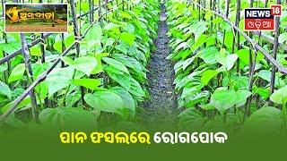 Annadata I ପାନ ଫସଲରେ (Betel Leaf Farming) ବିଭିନ୍ନ ପ୍ରକାର ରୋଗପୋକ