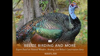 Belize Birding and More: Expert Panel on Natural Wonders, Birding, and Belize’s Conservation Story