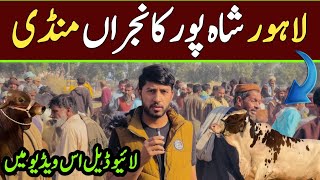 Latest Lahore Shahpur Kanjra Cow Mandi Updates ❤️‍🔥| Lahore Mandi Bohat Teez 😱 |  Universal Topics