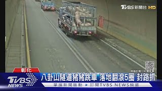 八卦山隧道豬豬跳車 落地翻滾5圈 封路抓｜TVBS新聞