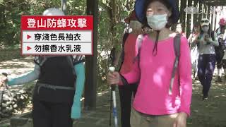 攀爬台中橫嶺山  9登山客遭虎頭蜂攻擊