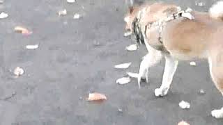 〔柴犬小太尾〕小型犬怖い