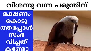 ഭക്ഷണത്തിന് വേണ്ടി അടുക്കള ജനലിൽ വന്നിരുന്ന പരുന്ത് || കൃഷ്ണ പരുന്ത് || Brahminy kite||eagle||