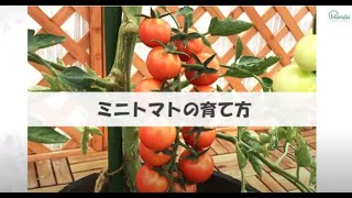 ミニトマトの育て方｜万田アミノアルファプラスの使い方も紹介（植物用万田酵素）