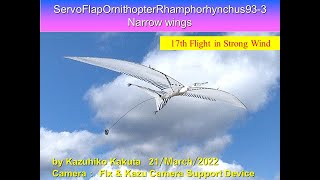 サーボ駆動翼竜型羽ばたき機　風の中で飛行　ServoFlapOrnithopter Rhamphorhynchus93-3 17th Flight in strong Wind