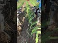 first pass cultivation of organic corn with hatzenbichler cultivator and camera guidance hitch