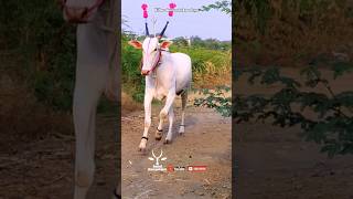 Santosh Kabbure's Hori || khillar konda #cow #bailgadasharyat #indiancow#mrbeast