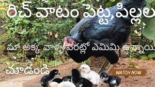 జాతి కోడి పిల్లలు || రిచ్ వాటం పెట్ట ||డ్రాగన్ ఫ్రూట్ మొక్క || మినీ నటు కోళ్లు ఫామ్