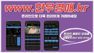 합천축협 스마트 한우경매시장 중계 영상|2023년1월19일|혈통송아지경매