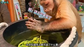 【笑亿天】猴：一天两根香蕉，洗衣做饭看孩子啥活