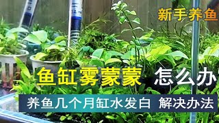 养鱼几个月突然缸水发白雾蒙蒙，怎么解决