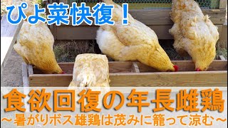 食欲回復の年長雌鶏～暑がりな名古屋コーチンのボス雄鶏は茂みに籠って涼む～