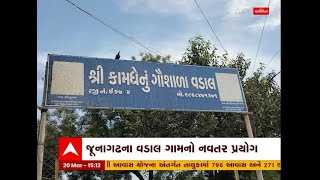 Junagash: રખડતા ઢોરના નિવારણ માટે વડાલ ગામમાં ગૌશાળાએ અનોખો પ્રયાસ કર્યો