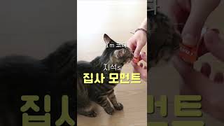 말하는 김지석 고양이