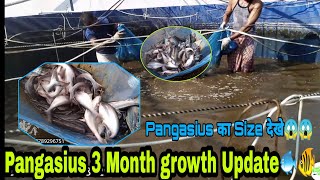 Biofloc में #Pangasius की शानदार Growth 3 Month में देखे इस video में। Pangasius 3 month growth.