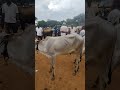 bagalur cow market cow bull ஒசூர் அருகே பாகலூர் மாட்டு சந்தை