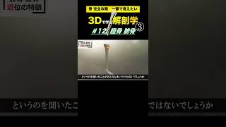 脛骨粗面　オスグッド・シュラッター病【3Dで学ぶ解剖学】脛骨と腓骨の位置はどう違う？3Dでいろんな視点から観察しよう👍　#脛骨 #腓骨　#腓骨神経麻痺 #成長痛