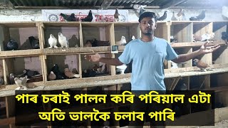 অসমত পাৰ চৰাই পালন কৰি 1 লাখ টকা Income/ Assam ত বিদেশী জীৱ জন্তু ৰ ফাৰ্ম/ fancy pigeon Farm