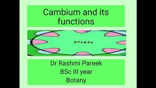 cambium and its functions