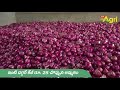 onion crop ఇలా పండిస్తే ఉల్లి గడ్డ బ్రహ్మాండంగా ఊరుతుంది.. how to plant and grow onions toneagri