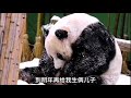 福宝玩雪爷爷陪伴，乐宝玩雪想再生三胎。 福宝玩雪 大熊猫福宝 福宝和爷爷