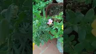 #gardening #மாடித்தோட்டம் #பூக்கள்