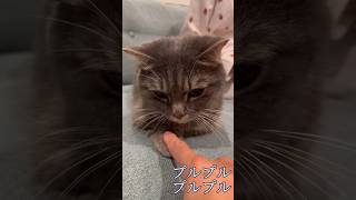 短足猫相手に調子に乗ったら大変なことになりました...#猫 #マンチカン #shorts