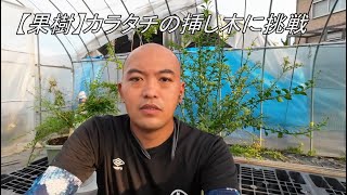 【果樹】カラタチの挿し木に挑戦